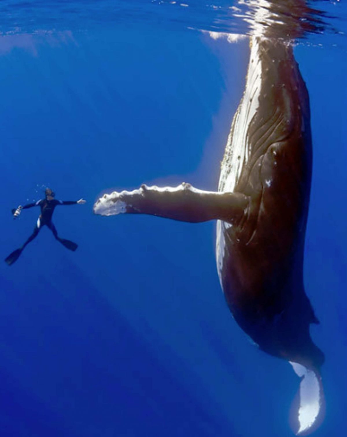 Animal Empathy – There’s an App for That!